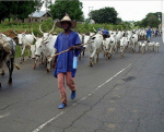 No fewer than 30 people are feared dead after a group of armed herdsmen, numbering over 400, attacked and burnt down five villages, Bolki, Bang, Nzumoso, Boki and Gon, in Numan and Lamurde local government areas of Adamawa State on Wednesday night. According to the Sun, the herdsmen rode on motorcycles and in pick-up vans and began killing and burning down houses in the villages. A resident who escaped unhurt, accused the military of failing to engage the herdsmen. “The soldiers retreated into town while the herdsmen spilled blood all over the place,” the source said This incident comes after Tuesday May 1st suicide attack on Mubi town that left over 80 people dead.