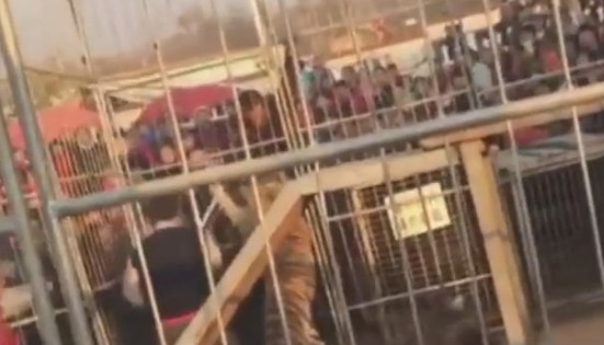 Tige Escapes From Circus Enclosure, Mauls 2 Children