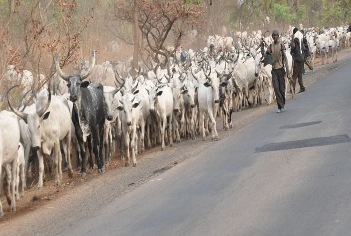 "We Attacked Benue Communities Because The Residents Stole Our Cows"-Miyetti Allah Cattle Breeders