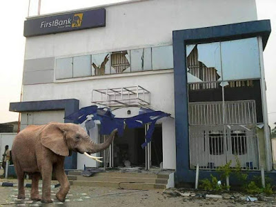 The ELEPHANT was said to appear just moments after  the money van left the bank premises. The route through which the ELEPHANT came into the bank is yet to be known. There was fear and dis-orderliness in the bank as security operatives opened fire on the animal damaging the bank premises and wounding one of the banks staff  in the proccess  The bank Manager Mr. Ogunwusi Olaiya later diclosed that the ELEPHANT carted  away an HUGE sum of 125MILLION NAIRA!.WILD!