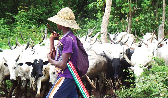 Herdsmen Killings: Herders Swear Oath In Ekiti