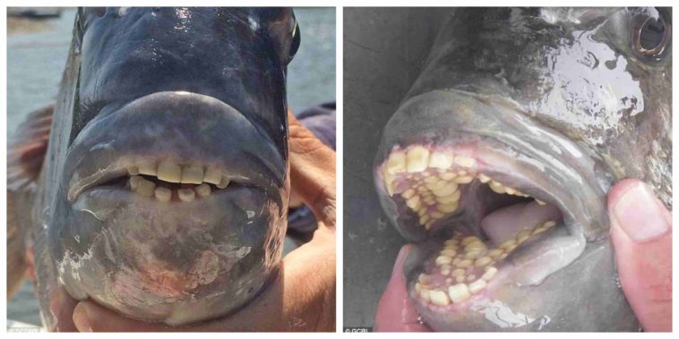 Check out the fish with human teeth caught in America
