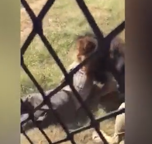A video footage shared online shows the shocking moment a wildlife park owner was savagely mauled by a lion in front of screaming onlookers after he entered the animal's enclosure. Mike Hodge, a 67-year-old British expat, was rushed to hospital with injuries to the neck and jaw following the shocking incident caught in South Africa. In the video filmed at the Marakele Predator Park in South Africa, Mr Hodge is seen entering the lion's enclosure. He reportedly went in to check out a smell that was upsetting one of the lions. However, while he was in the enclosure, a lion charges towards him. Mr Hodge turns around and runs towards the gate leading out of the enclosure but the lion catches up before he can exit the enclosure. The big animal pounces on Hodge and drags him deeper into the enclosure as onlookers cry for help. Then, suddenly, a loud bang is heard and the lion drops Mr Hodge and runs for cover. Shocking moment lion pounces on British man and drags him into enclosure at a park in South Africa Hodge was taken to the hospital where he is making a recovery. Pictures shows Mr Hodge smiling in his hospital bed despite his injuries, with a friend telling The Sun that he is recovering from the dramatic ordeal. Shocking moment lion pounces on British man and drags him into enclosure at a park in South Africa The friend said: "Mike and one of his rangers were a little concerned about a smell in a compound that was upsetting one of the lions and had gone in through the gate to see what was causing it. "He is no fool around lions and knows how to interact with them but clearly something went wrong". Mr Hodge set up the Marakele predator park with his wife Chrissy as a passion project. The park was established in 2010 after the Hodge and Chrissy emigrated from the UK. They moved to South Africa in 1999 and started a lion conservation project in 2003 on a farm 30kms from Thabazimbi. A few years later they relocated to the town in the Limpopo province and founded the Marakele Predator Park. Shocking moment lion pounces on British man and drags him into enclosure at a park in South Africa Marakele remains closed in the wake of the attack. The lion is thought to have been killed in the wake of the grisly attack. Go here to watch the video. Shocking moment lion pounces on British man and drags him into enclosure at a park in South Africa