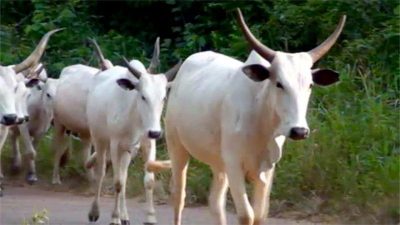 No Plot Of Land In Yoruba Land Is Available For Cattle Ranching – Afenifere