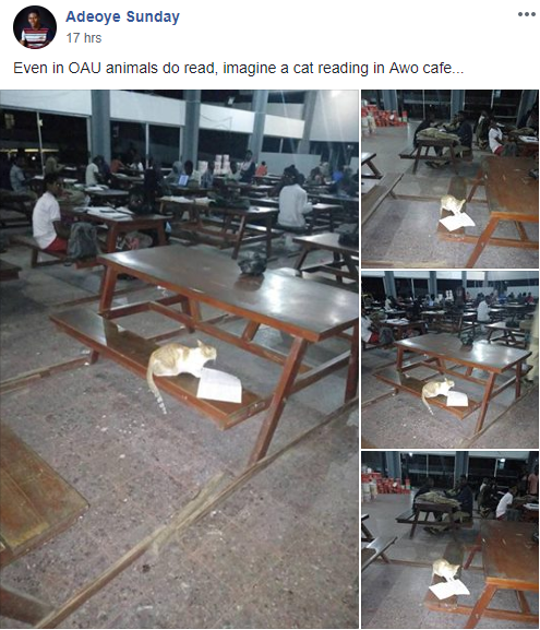 Cat found reading with students at Obafemi Awolowo University (photos)