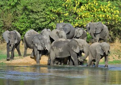 Two Nigerians Killed By Elephants In Yankari Reserve
