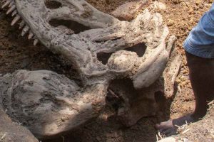 SHOCKING: Dinosaur Bones Found In Lagos, Land Owner Insists On Payment Before Releasing Bones