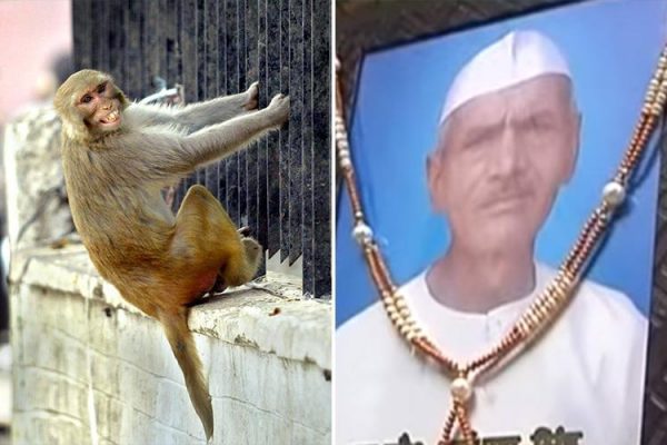 Brother Of Man Stoned To Death By Monkeys Wants The Animals Charged