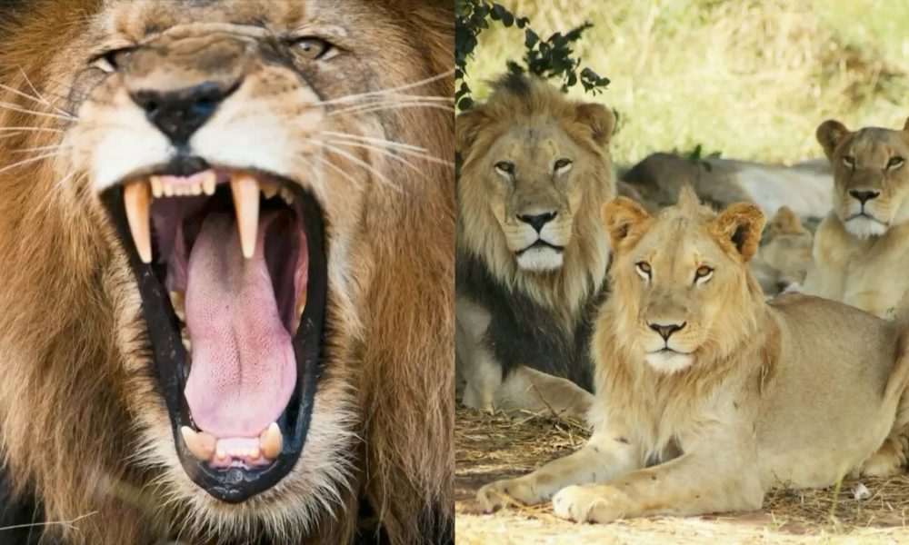 Alert Issued As Pride Of 14 Lions Escape South Africa's Kruger National Park