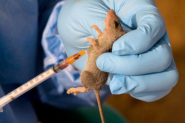 a rat being injected