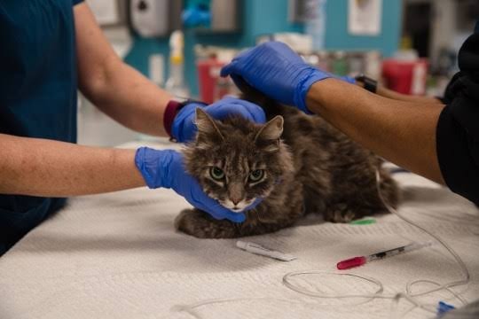 Cats tests positive to Coronavirus