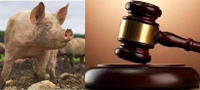 Man allegedly had sex with pig