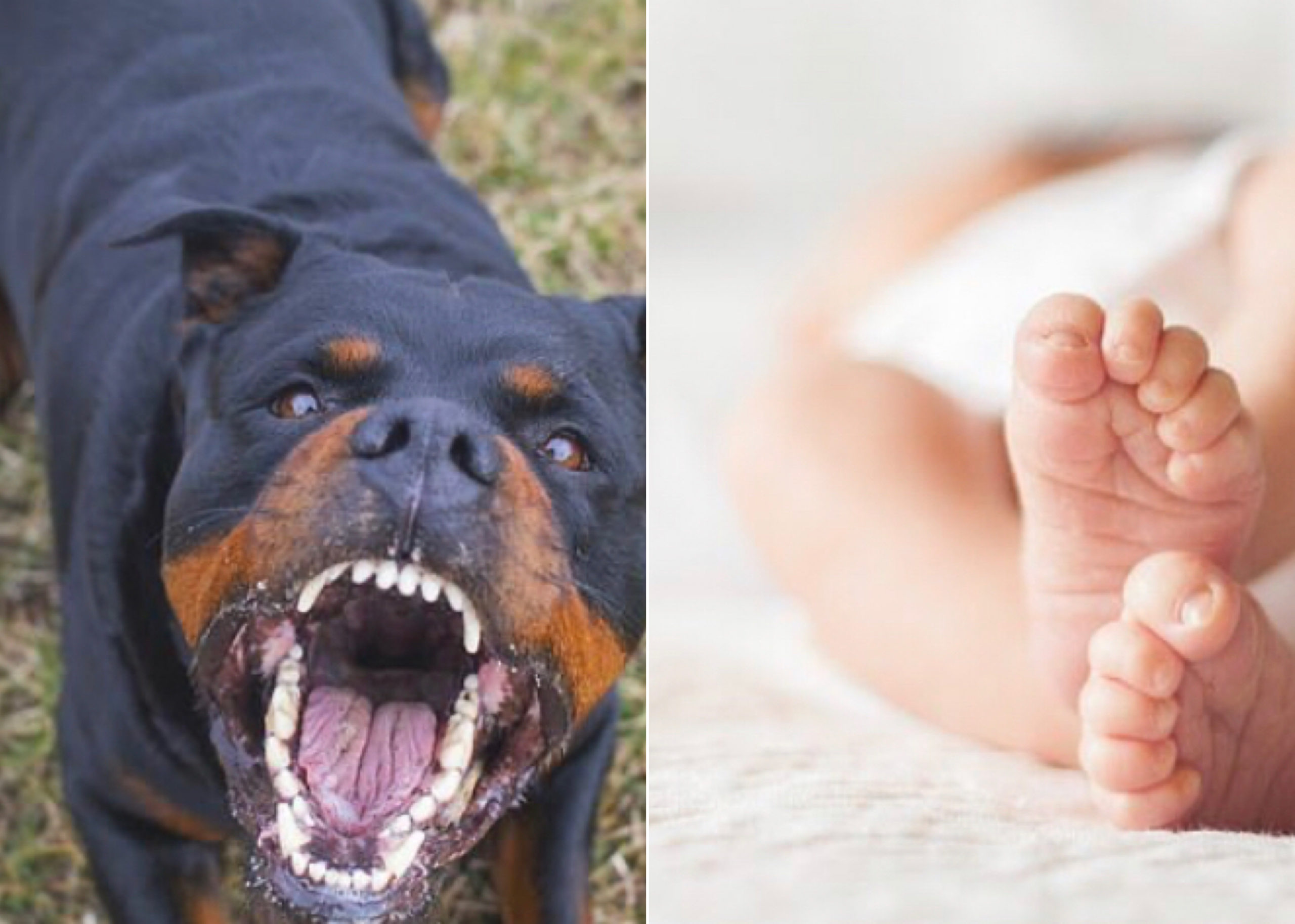 Family Rottweiler Dog Fatally Mauls 1-Day-Old Baby Boy