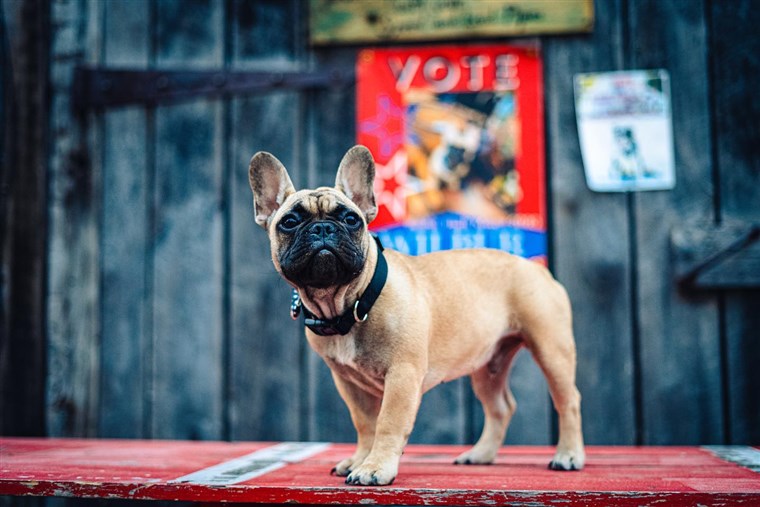 French Bulldog Elected As Mayor Of Town In Kentucky