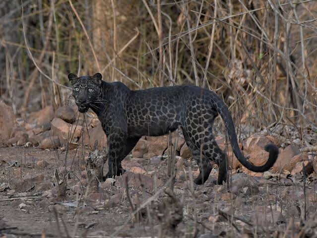 Man Gets Mauled By Black Leopard After Paying $150 For 'Close-Contact Experience'