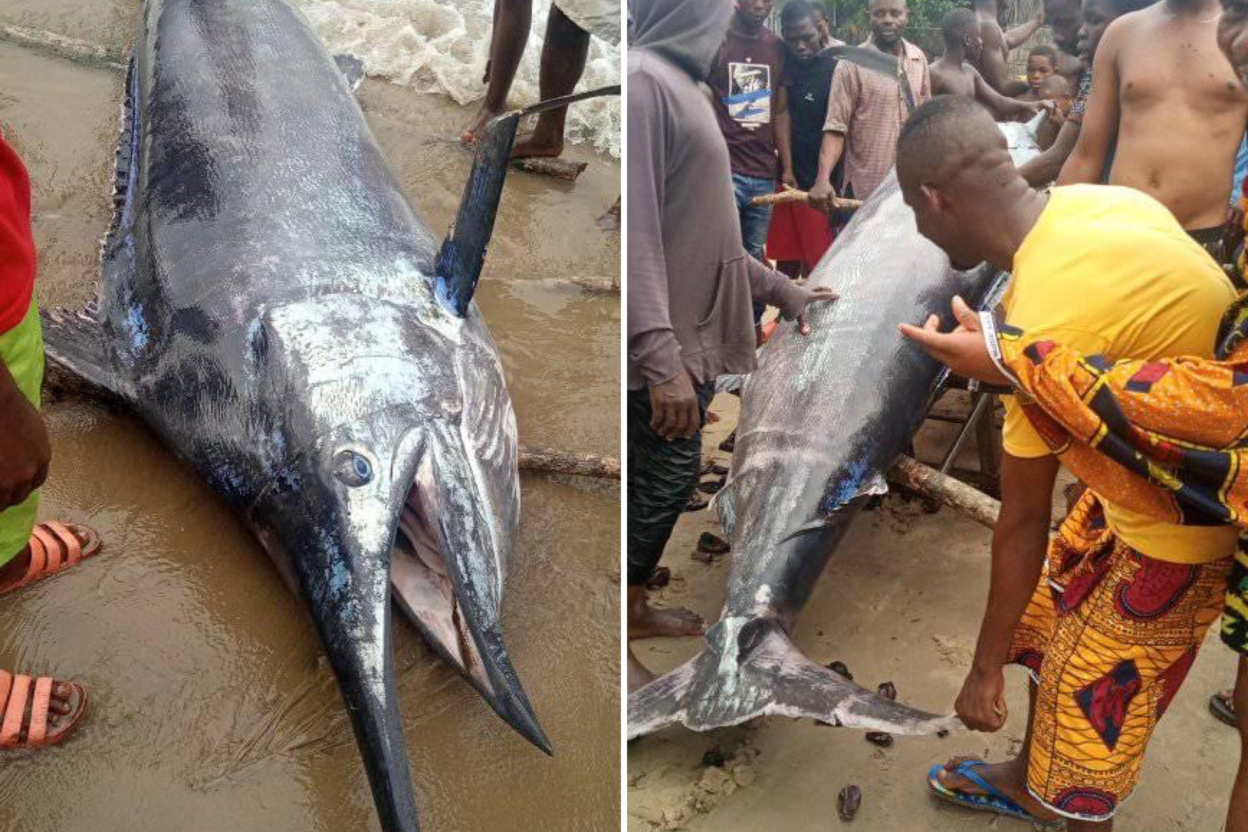 Photos: Jubilation As Fisherman Catches Giant Swordfish In Rivers