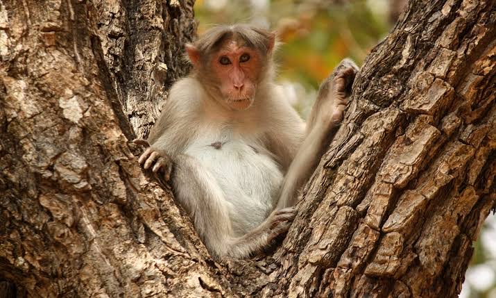 Men Arrested For Using Monkeys To Steal Cash In India