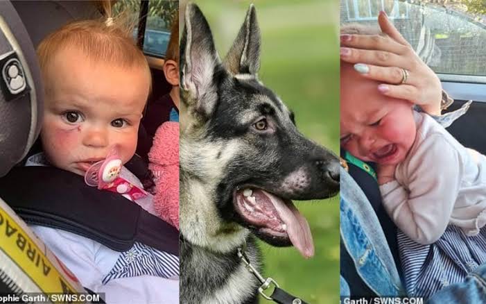 Dog Bites 18-Month-Old Baby In Face, Missing Her Eye By Fraction Of An Inch In Unprovoked Attack
