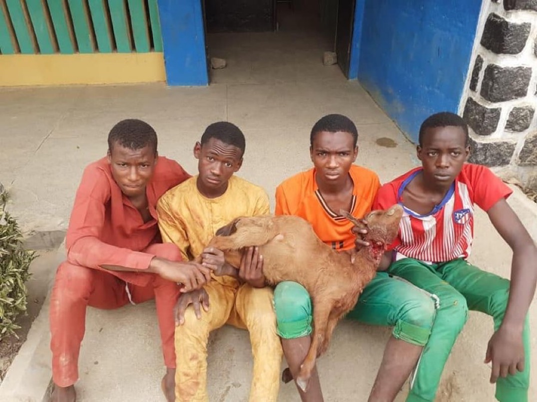 Four Teenagers Arrested For Allegedly Stealing Goats In Kano