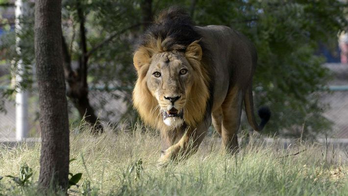 Second Lion In Indian Zoo Dies Of Covid-19 And 10 More Still Being Treated For Infection
