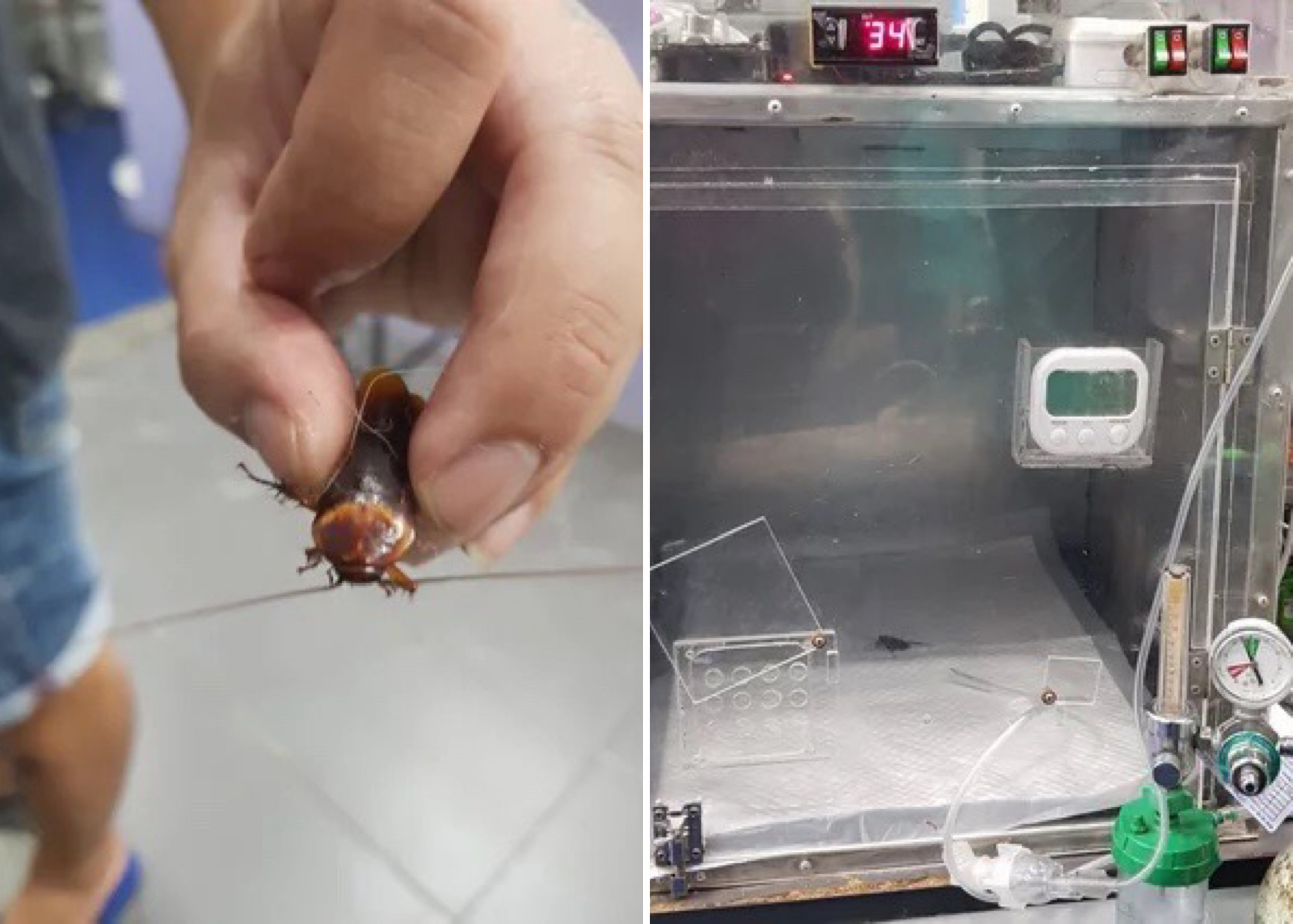 Man Takes Injured Cockroach To Vet Hospital For Emergency Treatment