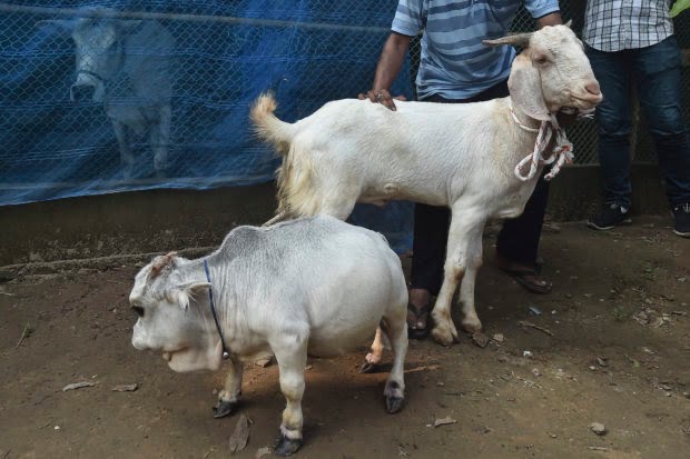 Thousands Flock To See Dwarf Cow In Bangladesh