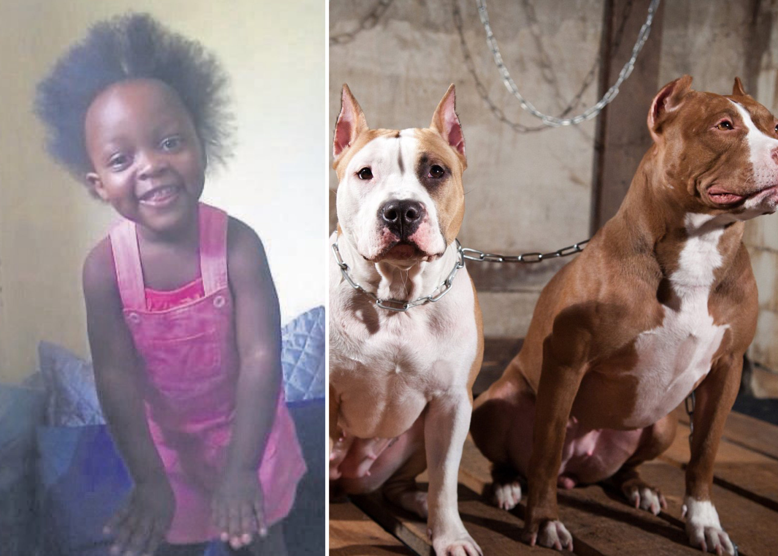 4-Year-Old Girl Mauled To Death By Two Pit Bulls In South Africa