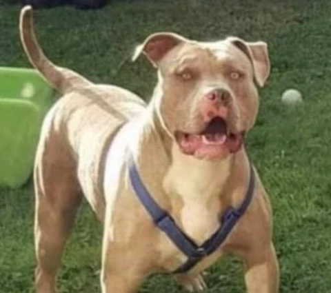 28-Year-Old Woman Arrested In Connection With Dog That Killed Boy While Visiting Friend