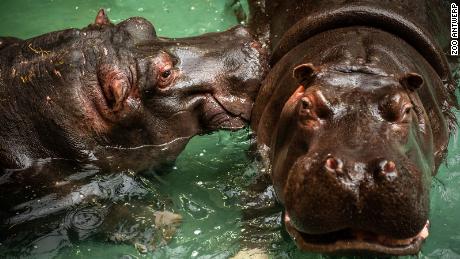 Runny-Nosed Hippos Test Positive For COVID-19 In Belgium