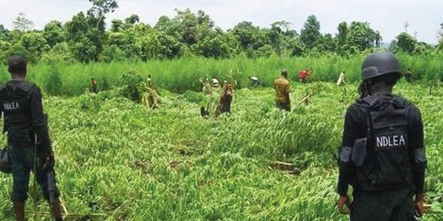 Police Arrest 7 Over Marijuana Farming In Ogun